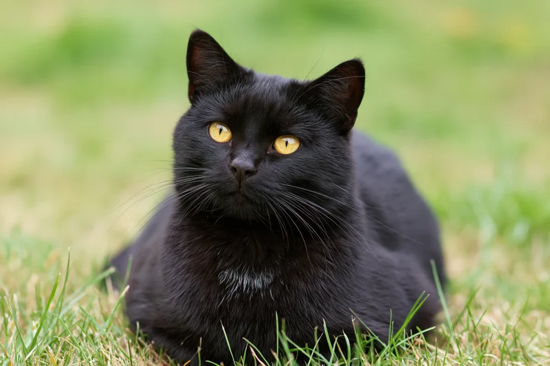 Black cat with yellow eyes resting on grass outdoors