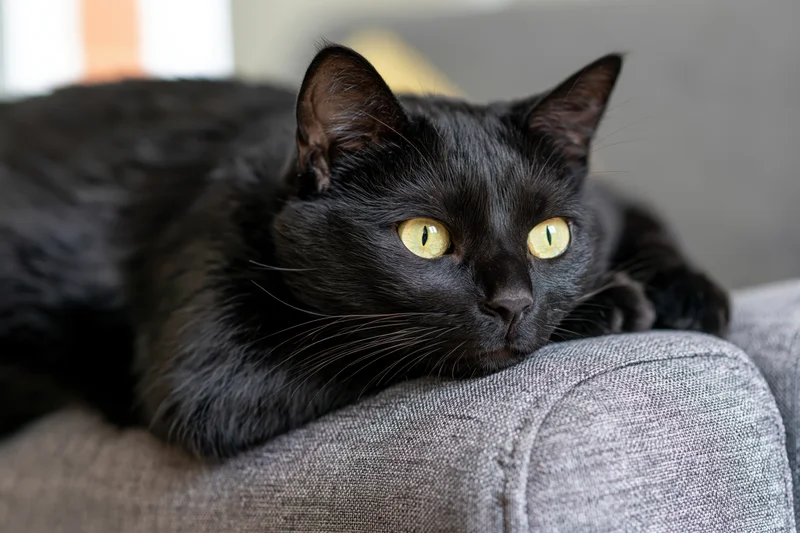 Black cat resting on grey fabric couch with yellow-green eyes alert and calm