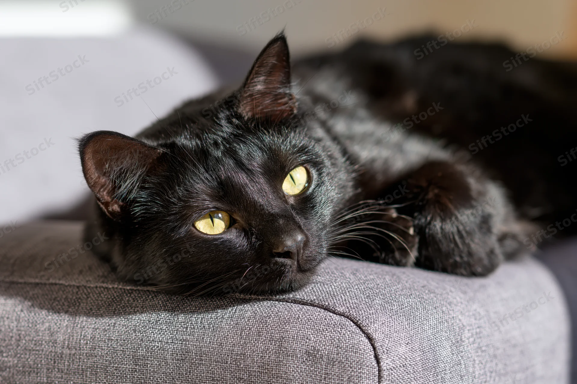 Black cat resting on grey fabric couch with yellow-green eyes