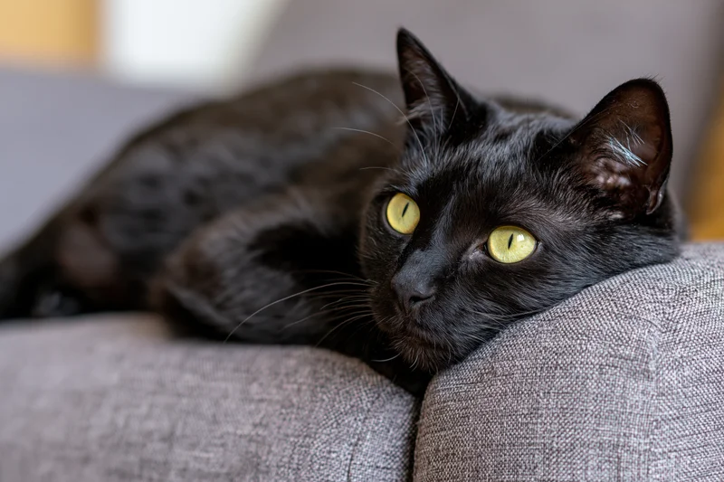 Black cat resting on grey fabric couch with yellow-green eyes