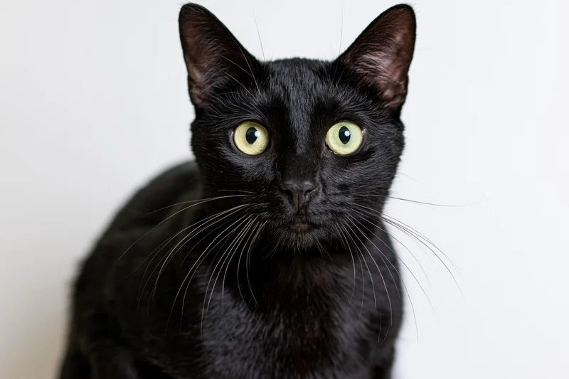Black cat with wide green-yellow eyes staring directly at camera against white background