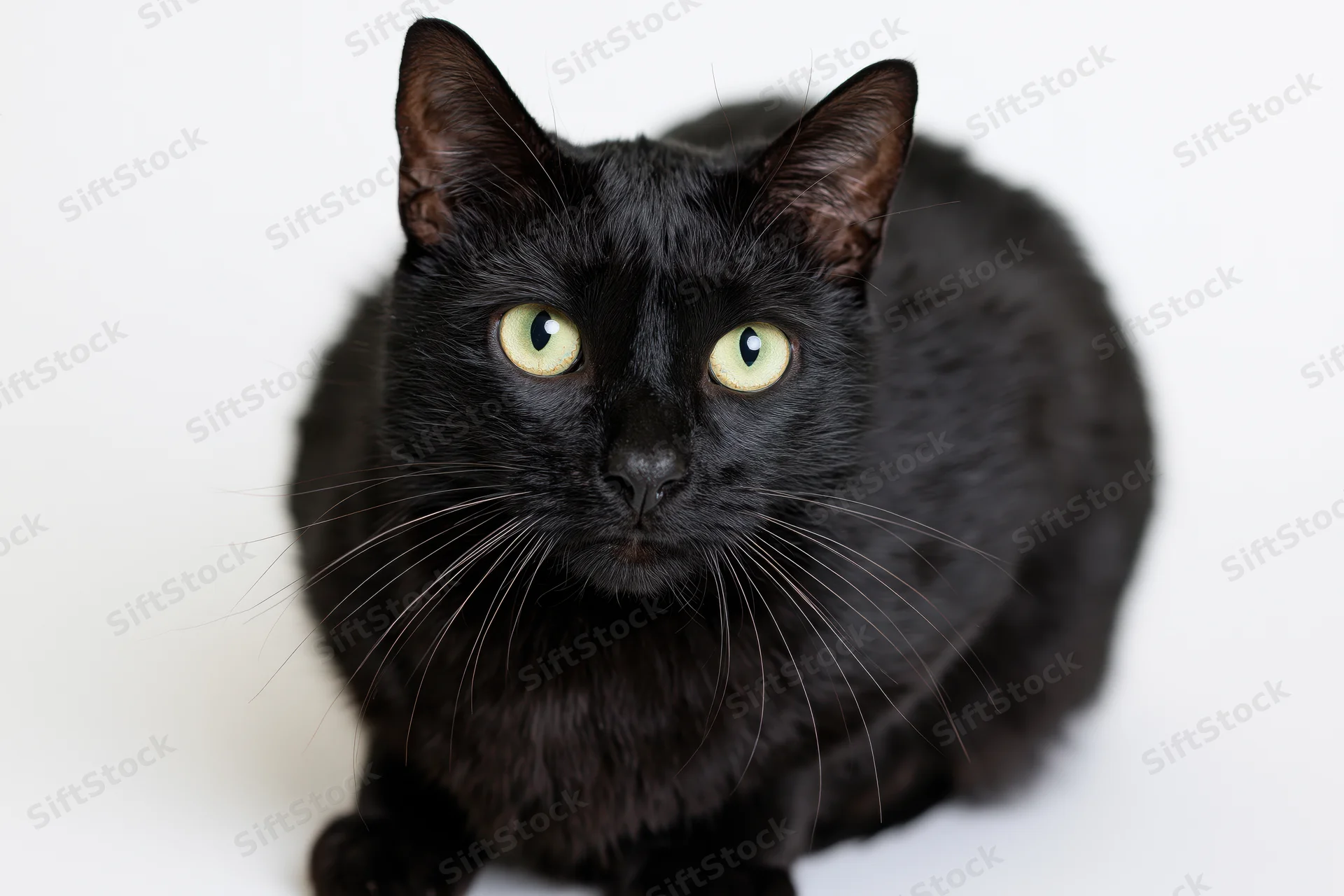 Black cat with wide green-yellow eyes staring directly at camera on white background