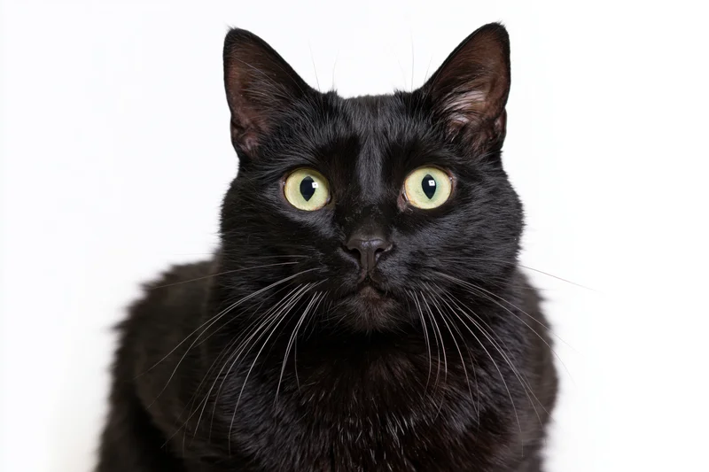 Black cat with wide green-yellow eyes staring directly at camera against white background