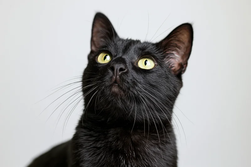 Black cat looking upward with alert expression in studio portrait