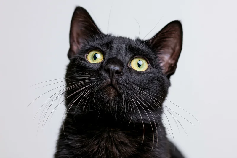 Black cat looking upward with alert expression against white background