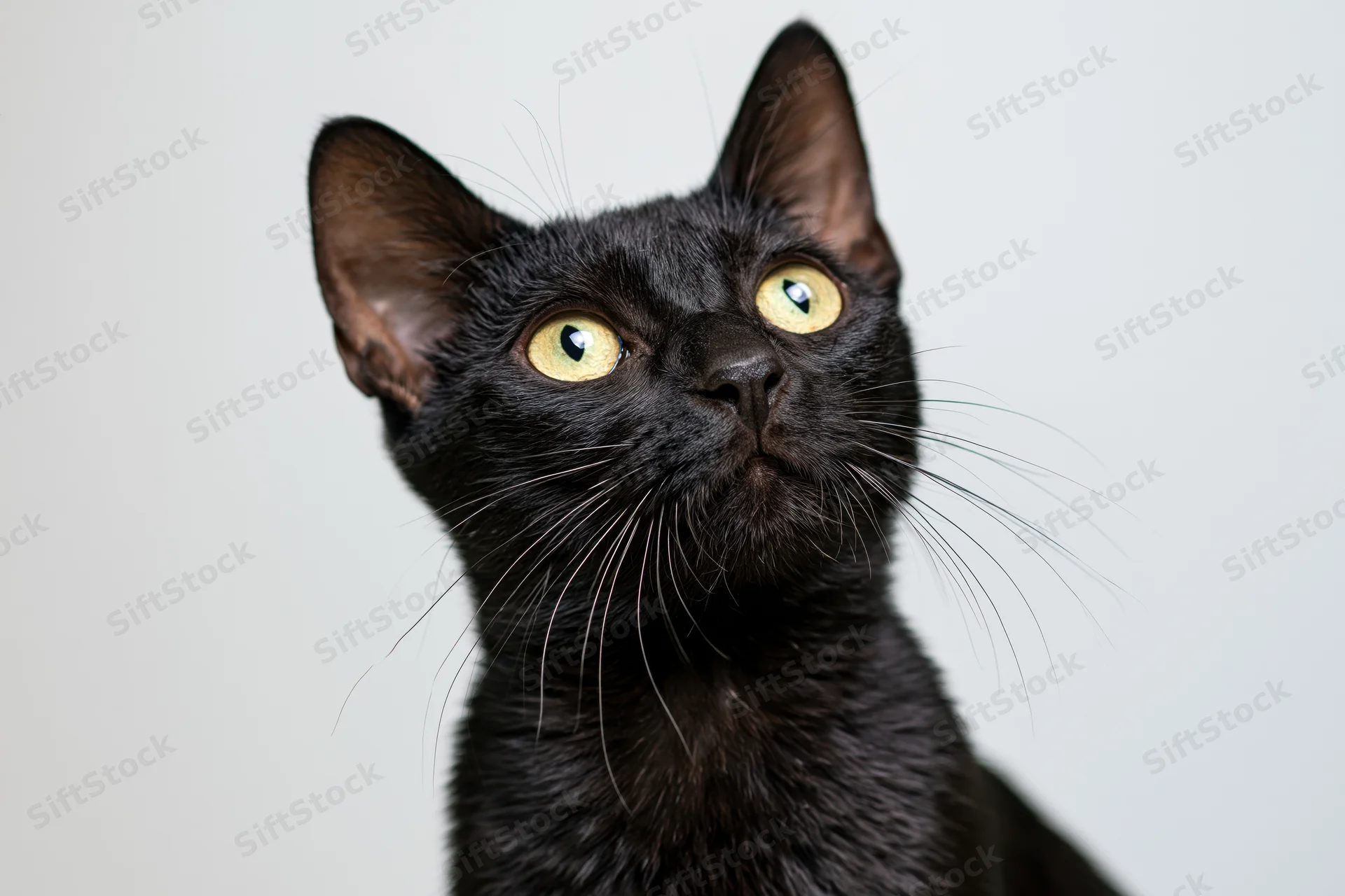 Black cat with yellow-green eyes looking upward in studio portrait