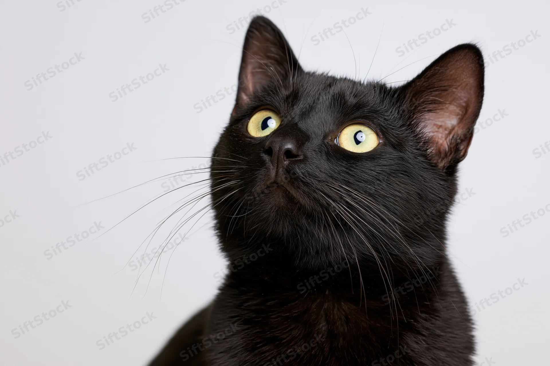 Black cat looking upward with alert expression against white background