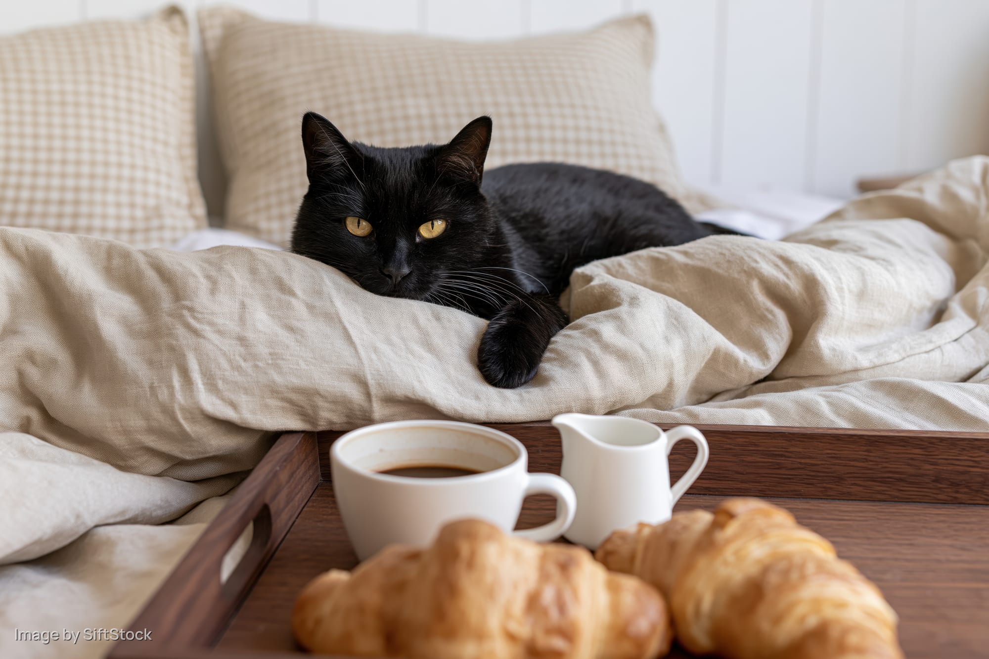 Black cat resting on rumpled linen bedding with breakfast tray in bed