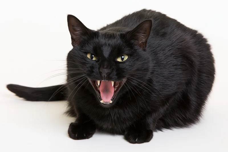 Black domestic cat crouching low with mouth wide open hissing on white background