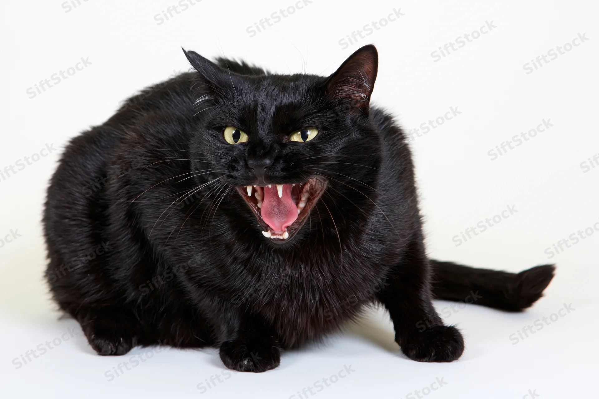 Black domestic cat crouching low and hissing with mouth wide open on white background
