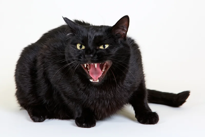 Black domestic cat crouching low and hissing with mouth wide open on white background