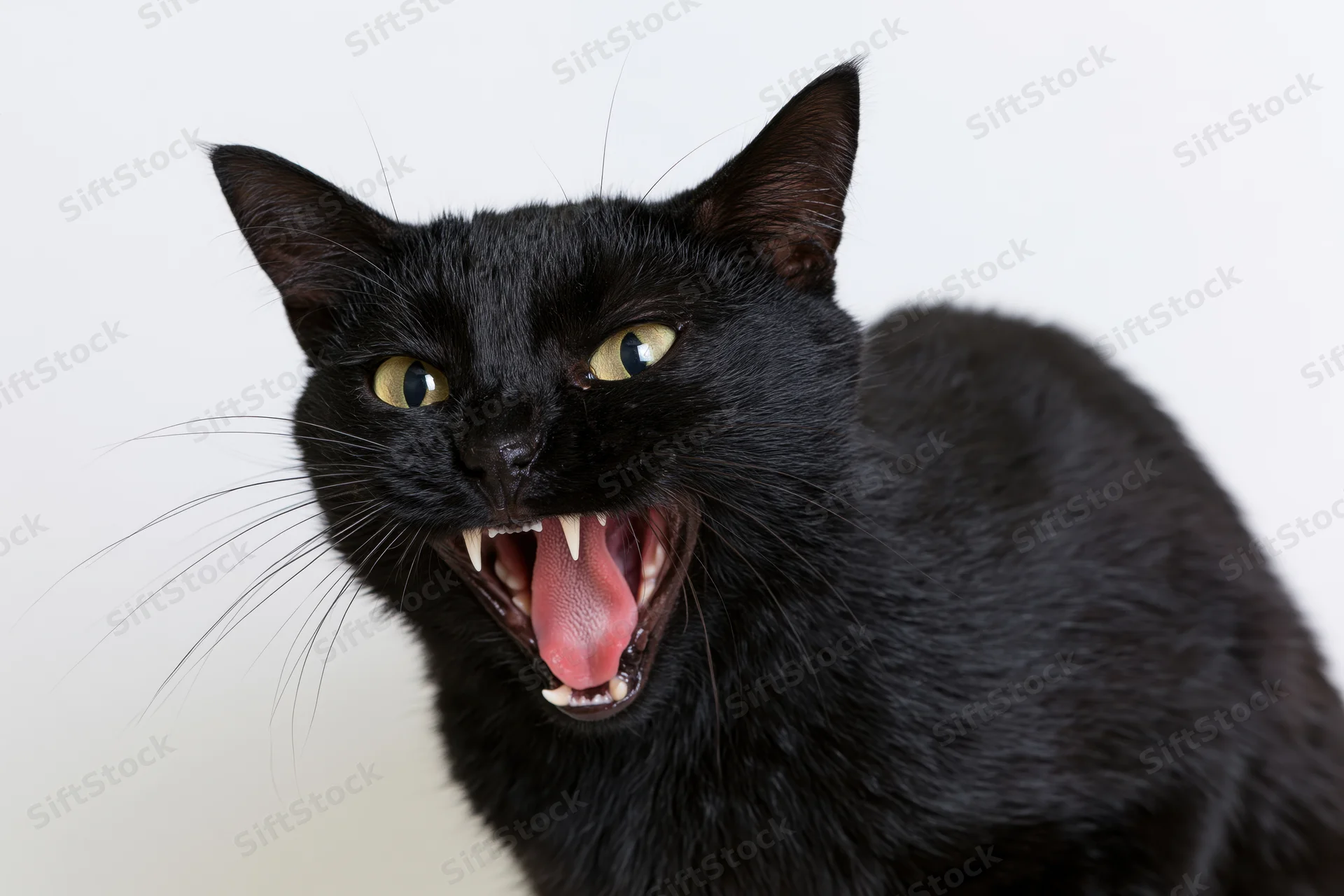 Black domestic cat hissing with mouth wide open and teeth bared in a crouched position against white background