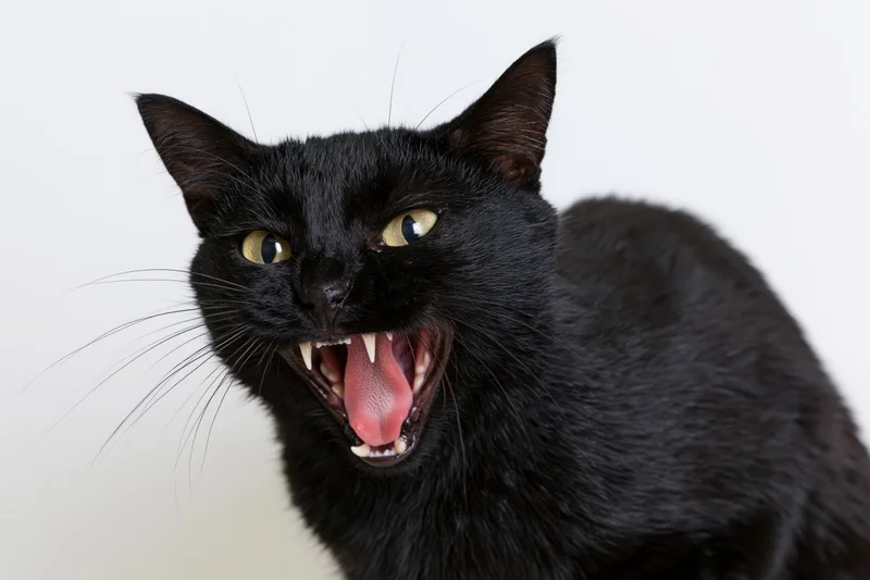 Black domestic cat hissing with mouth wide open and teeth bared in a crouched position against white background