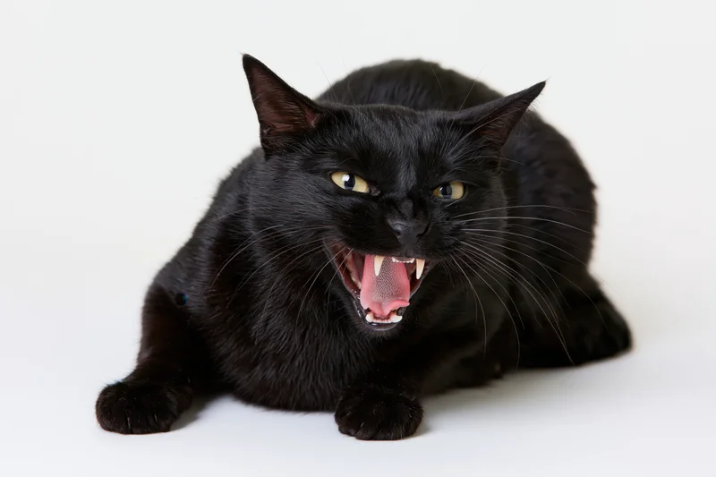 Black domestic cat crouching low with mouth wide open hissing on white background
