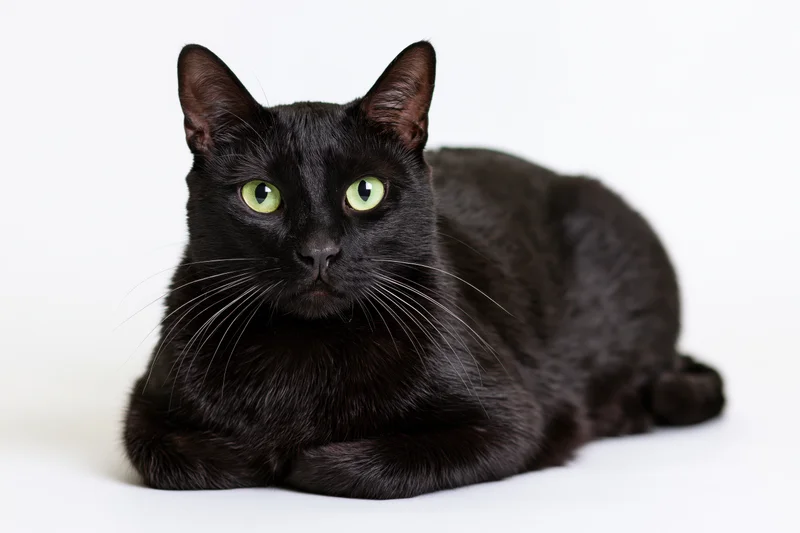Black domestic cat lying in a crouched loaf position on white background