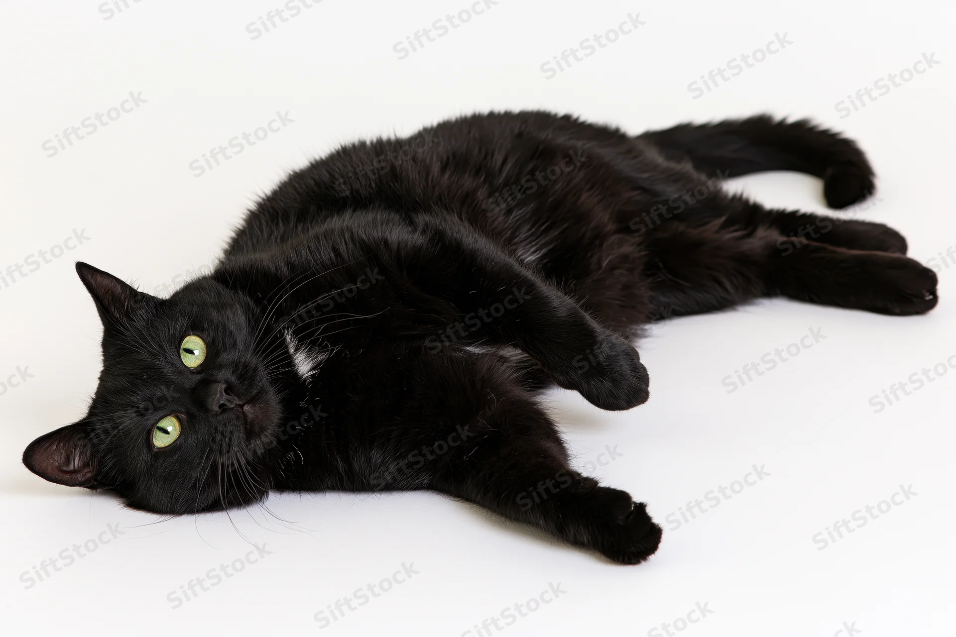 Black domestic cat lying on its back fully stretched out on white background