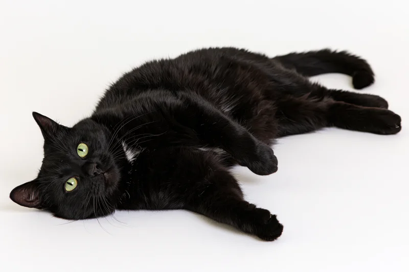 Black domestic cat lying on its back fully stretched out on white background