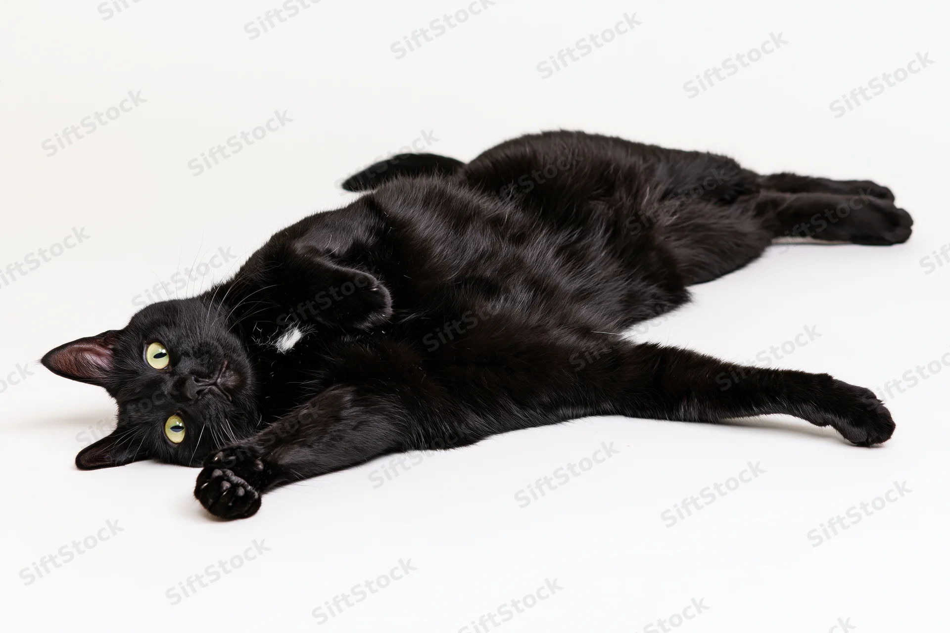 Black domestic cat lying on its back fully stretched out on white background