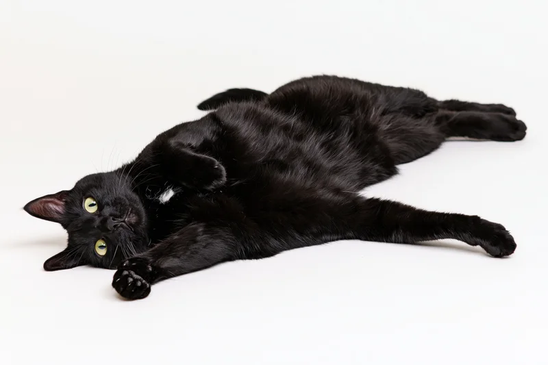 Black domestic cat lying on its back fully stretched out on white background