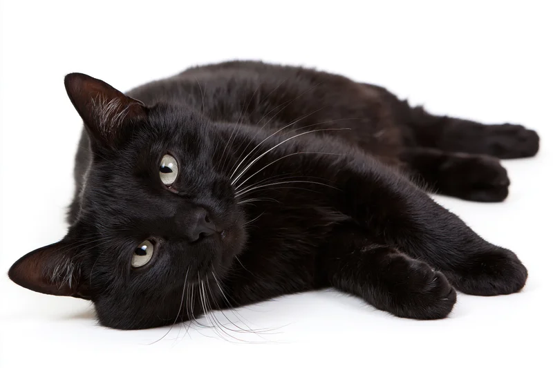 Black domestic cat lying on its side with head raised looking directly at camera on white background