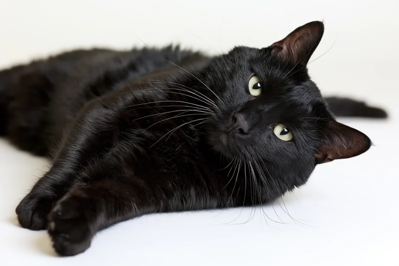 Black domestic cat lying on its side with head raised and green eyes looking up against white background