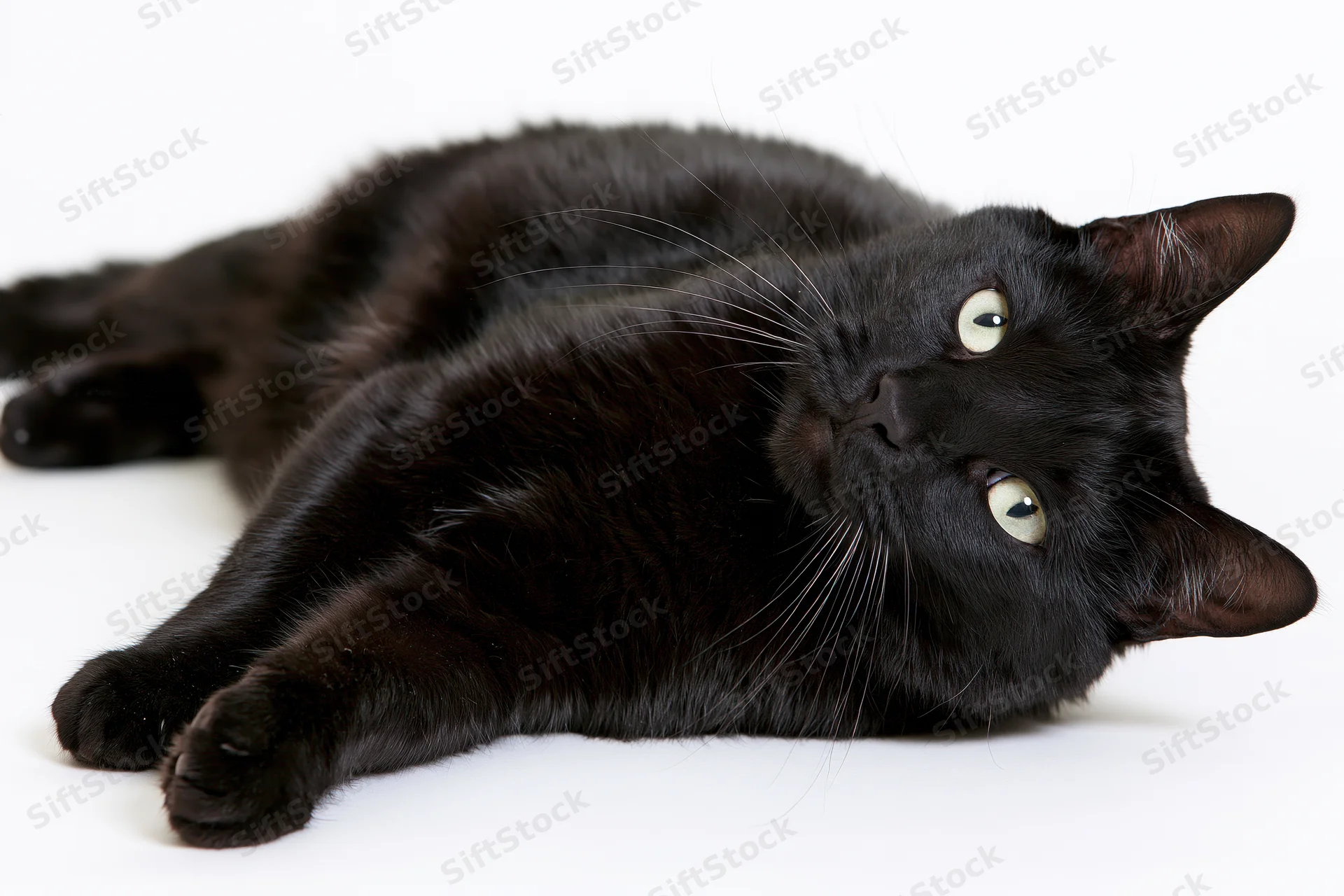 Black domestic cat lying on its side with head raised looking upward in studio setting