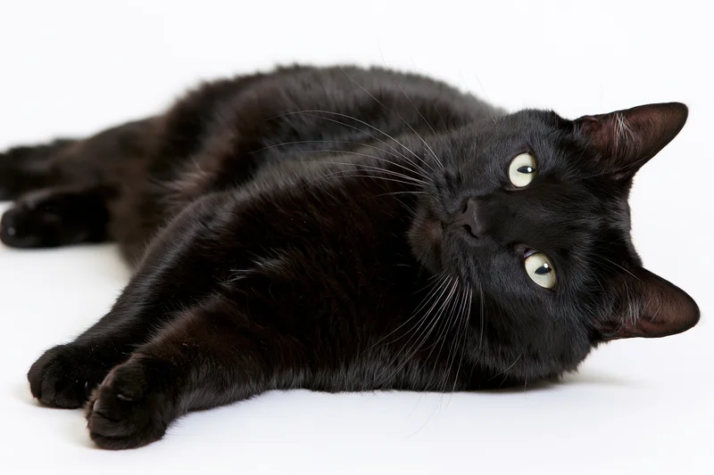 Black domestic cat lying on its side with head raised looking upward in studio setting