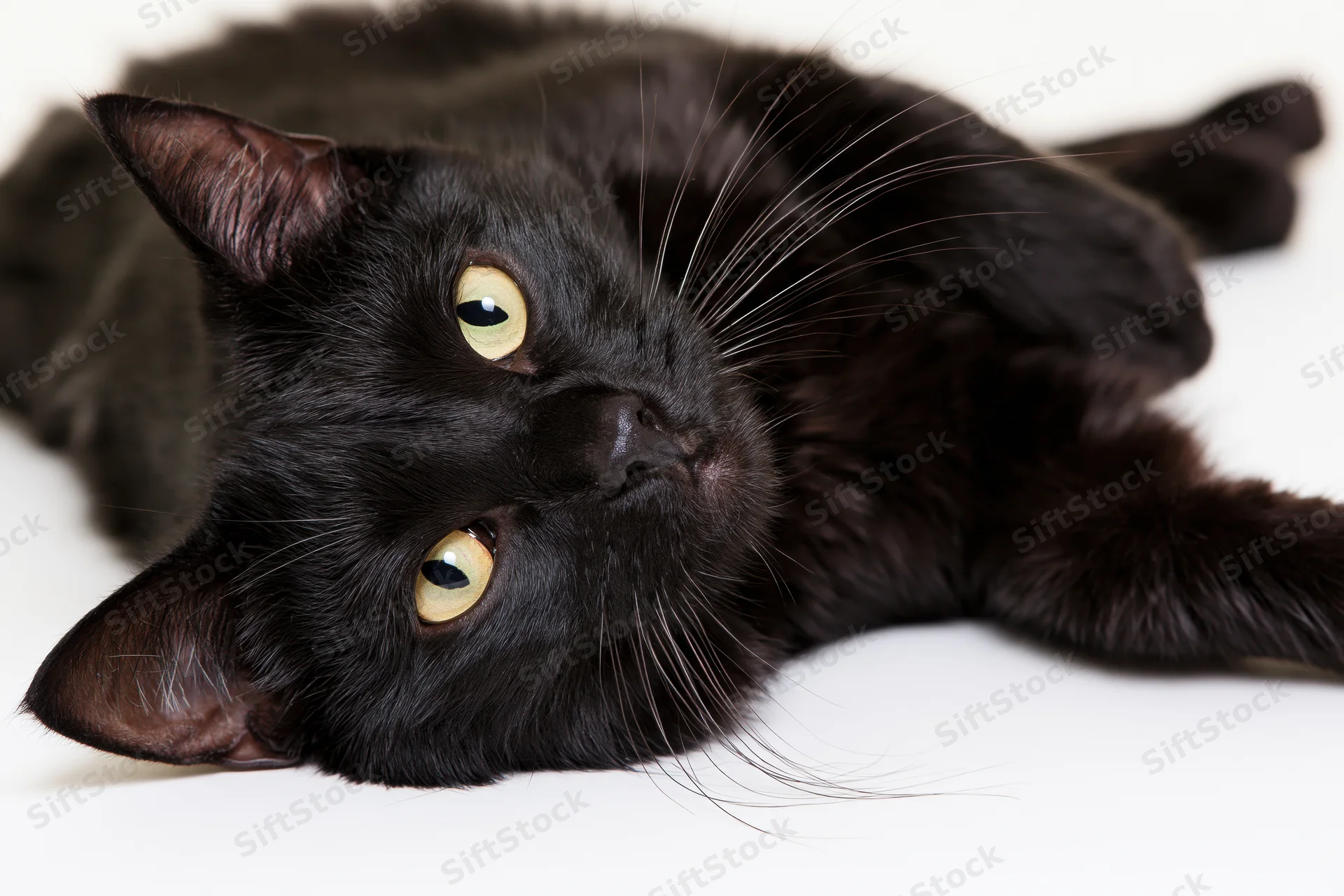 Black domestic cat lying on its side with head tilted upward on white background
