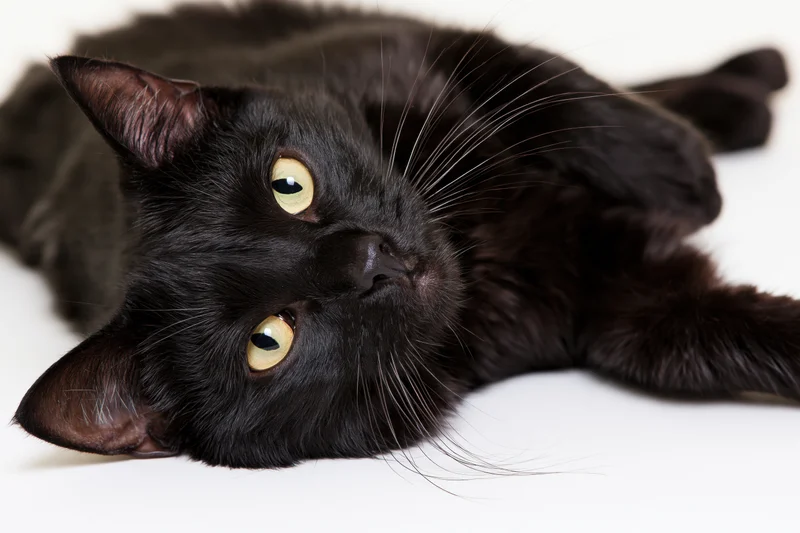 Black domestic cat lying on its side with head tilted upward on white background