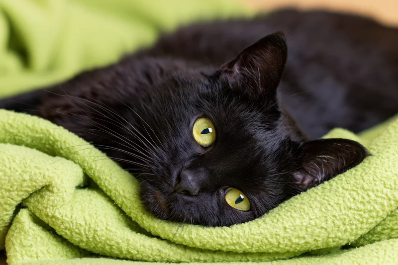 Black domestic cat resting on its side with head on a green towel indoors