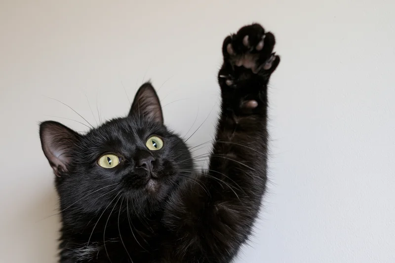 Black domestic cat raising paw toward camera in front of white wall