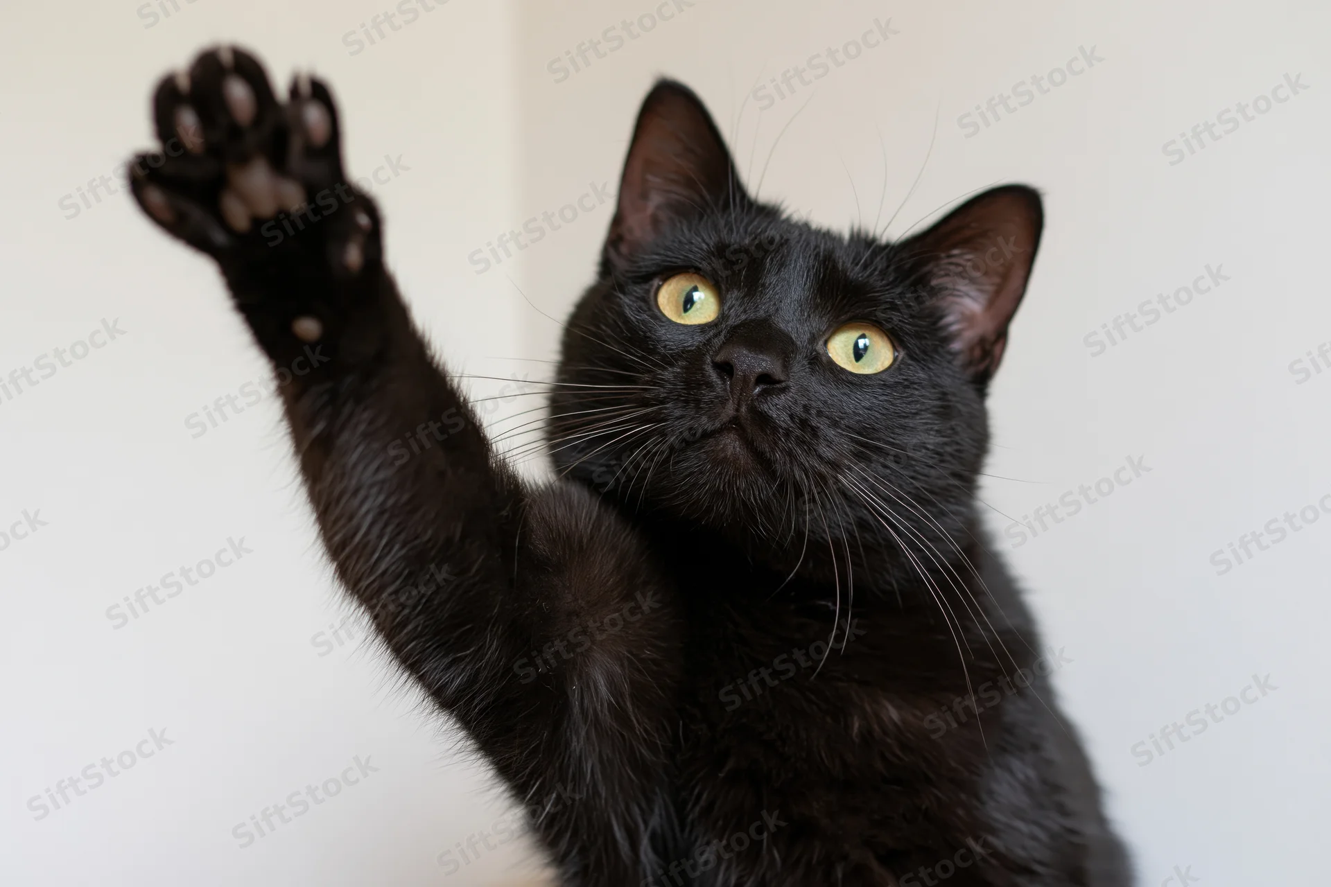 Black domestic cat raising one paw toward camera in indoor setting
