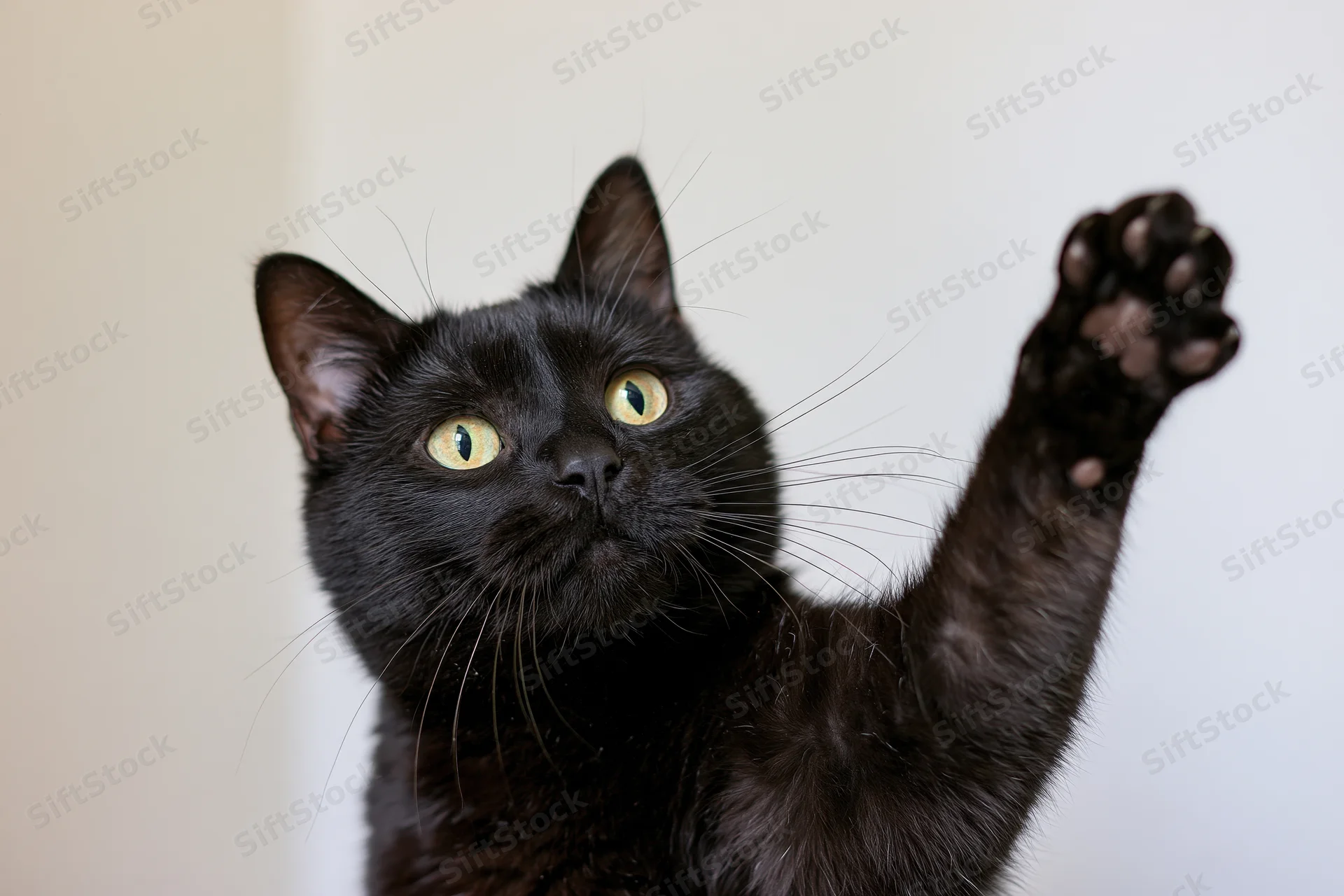 Black domestic cat raising one paw toward camera with bright yellow eyes in closeup portrait indoors