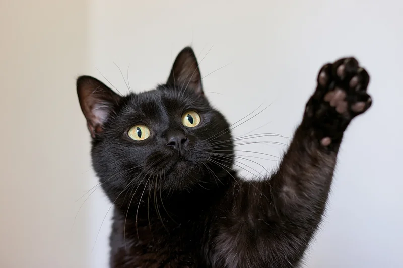Black domestic cat raising one paw toward camera with bright yellow eyes in closeup portrait indoors