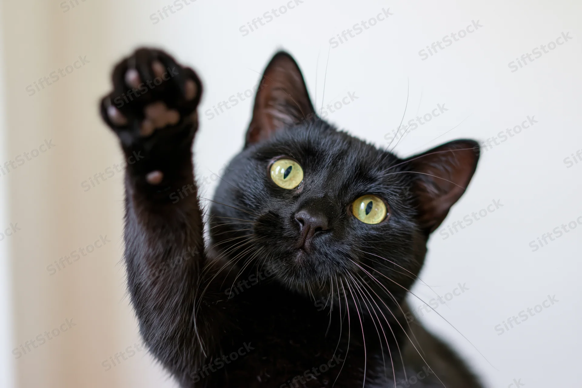 Black domestic cat raising paw toward camera in closeup portrait indoors