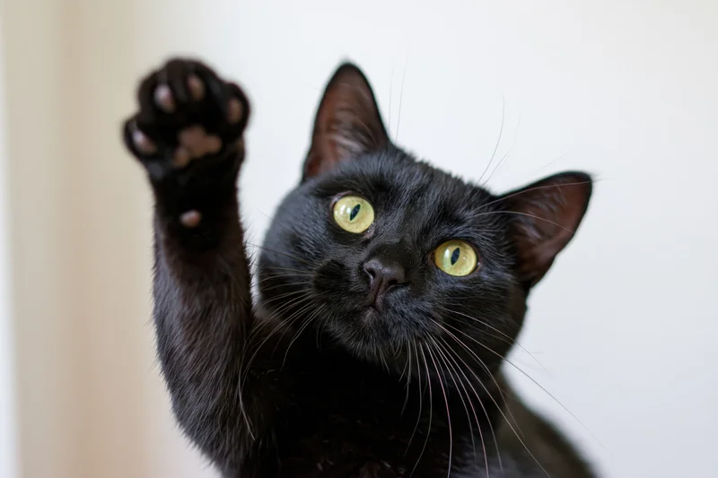 Black domestic cat raising paw toward camera in closeup portrait indoors
