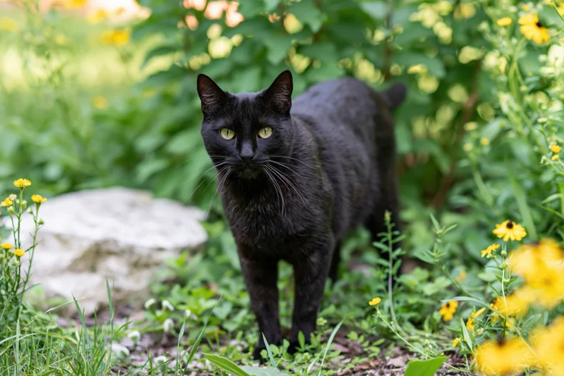Black cat standing alert in a garden border among green foliage and yellow flowers