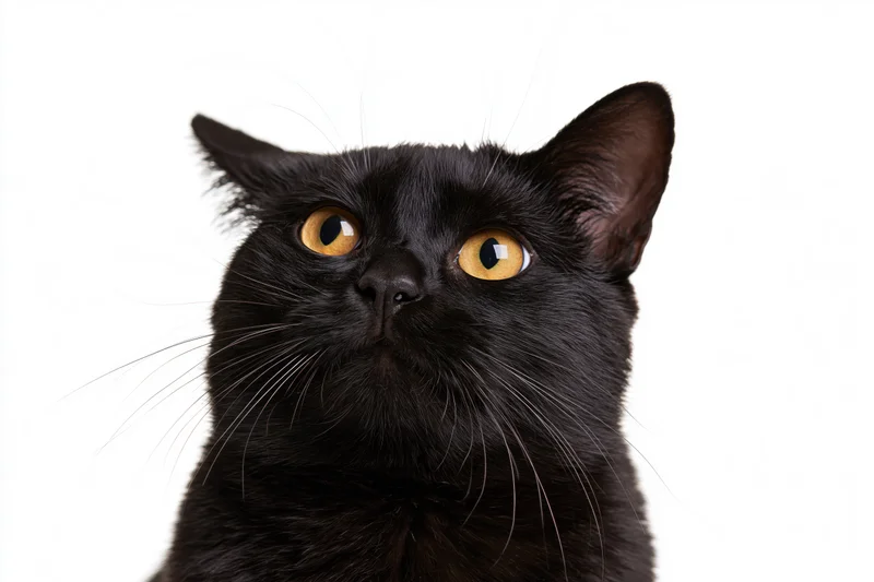 Black domestic shorthair cat looking upward with wide amber eyes against white background