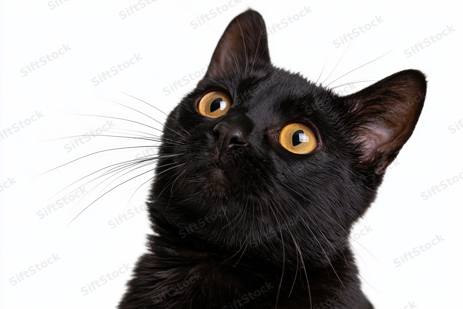 Black domestic shorthair cat looking upward with wide amber eyes in studio portrait