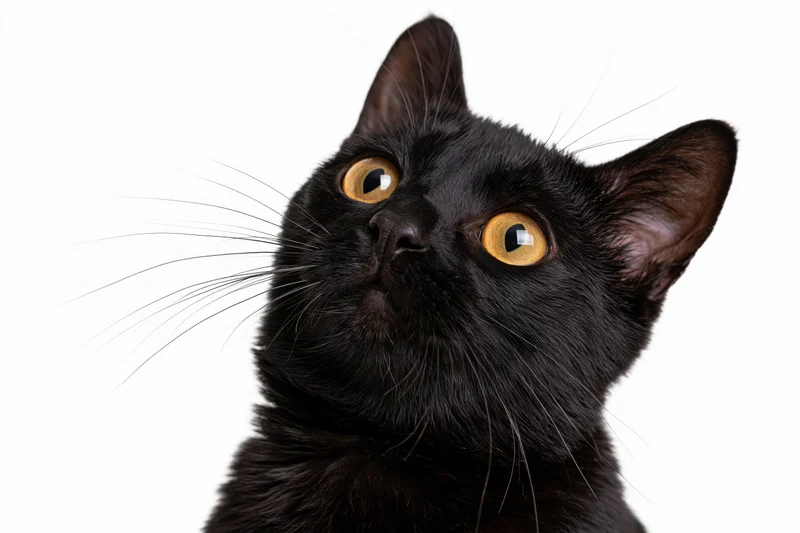 Black domestic shorthair cat looking upward with wide amber eyes in studio portrait
