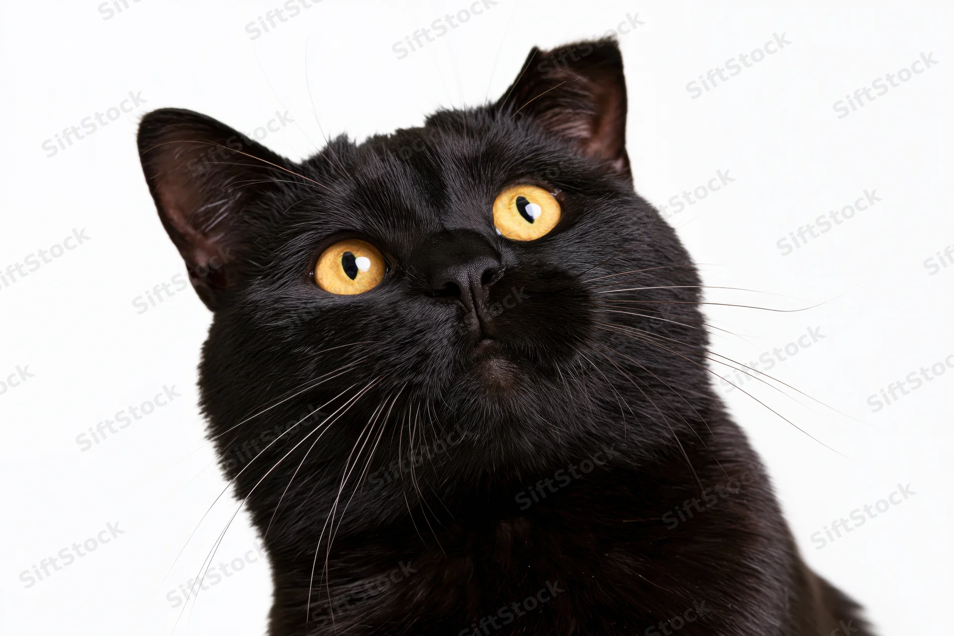Black domestic shorthair cat looking upward with wide amber eyes against white background