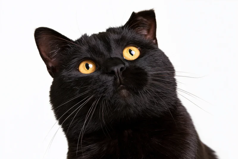 Black domestic shorthair cat looking upward with wide amber eyes against white background