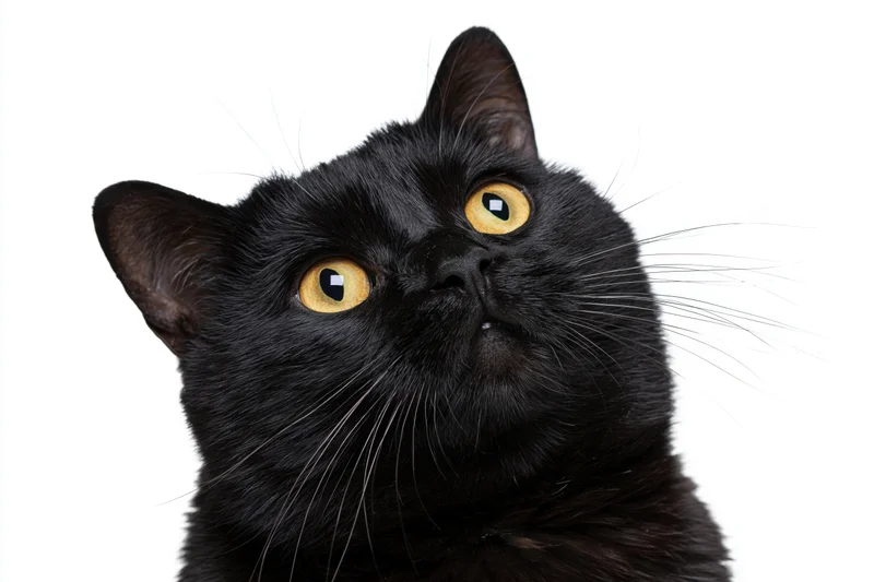 Black domestic shorthair cat looking upward with wide amber eyes against white background