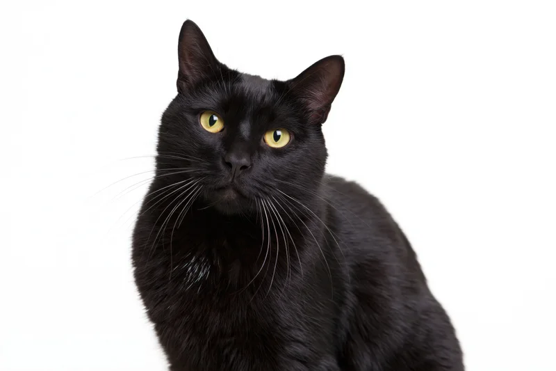 Black domestic shorthair cat sitting upright and looking directly at camera against white background