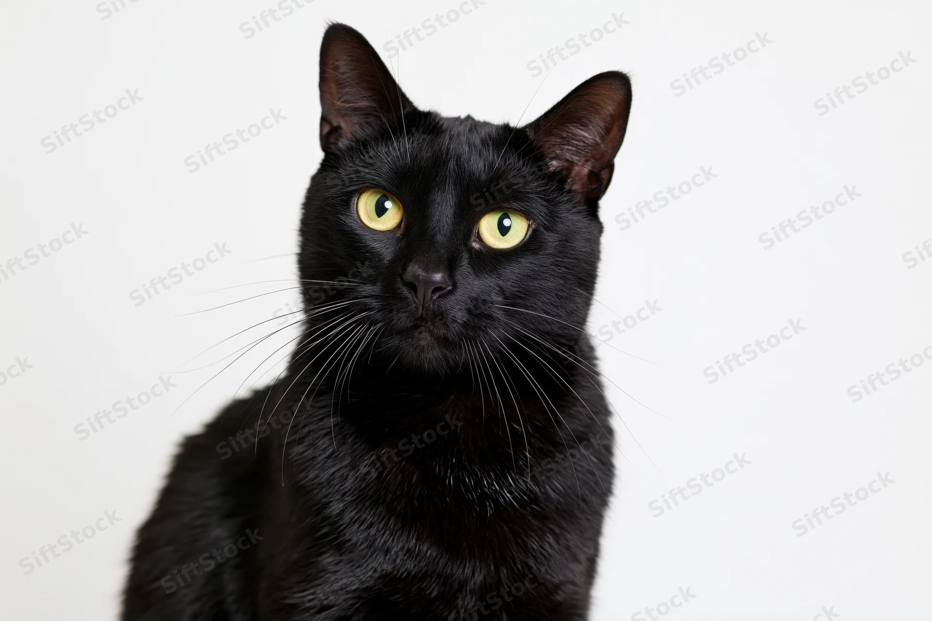 Black domestic shorthair cat sitting upright and looking directly at camera against white background