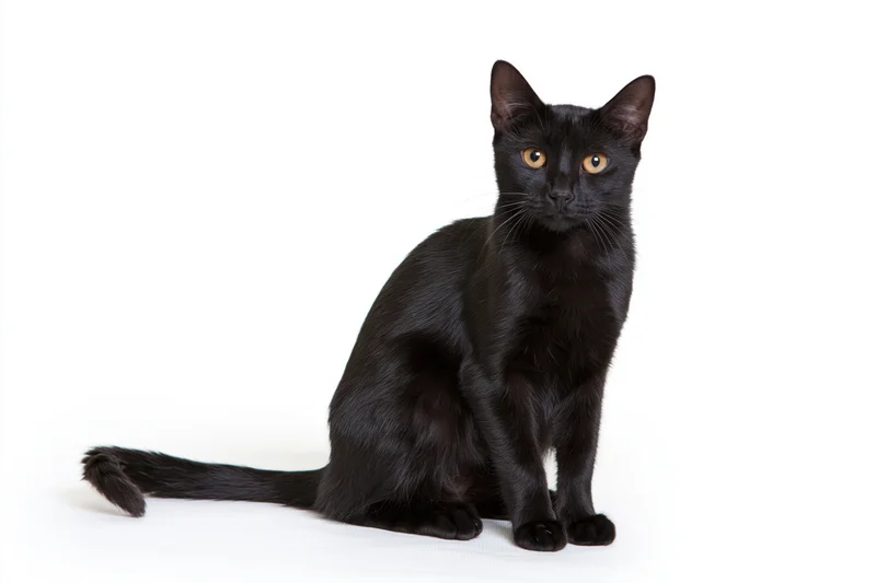 Black domestic shorthair cat sitting upright on plain white background