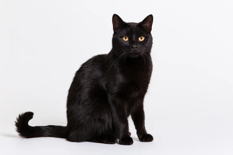 Black domestic shorthair cat sitting upright on plain white background