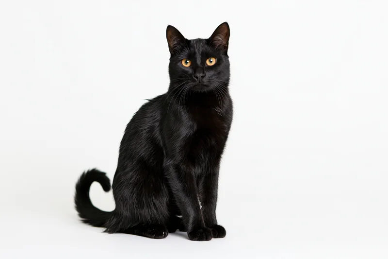 Black domestic shorthair cat sitting upright on plain white background