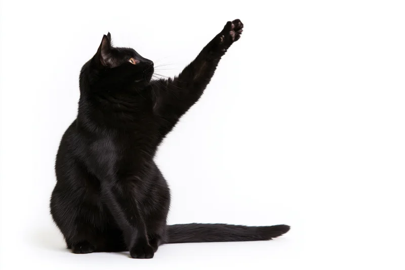 Black domestic shorthair cat sitting upright with one front paw raised against white background
