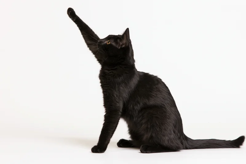 Black domestic shorthair cat sitting upright with front paw raised in stretch against white background